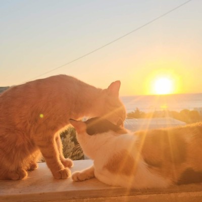 Kini cats sunset