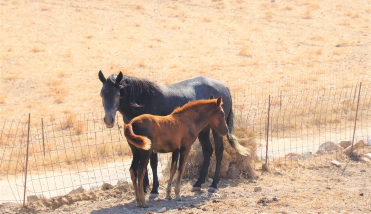 naxos   horses